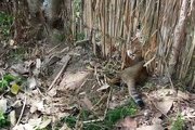 فیلم/نجات گربه جنگلی گرفتار تله سیمی در کوچصفهان