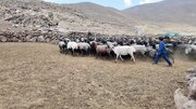 توزیع ۲ هزار تن انواع نهاده دامی بین عشایر استان تهران