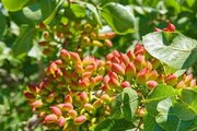 سارق ۴۰۰ کیلو پسته در خاتم دستگیر شد