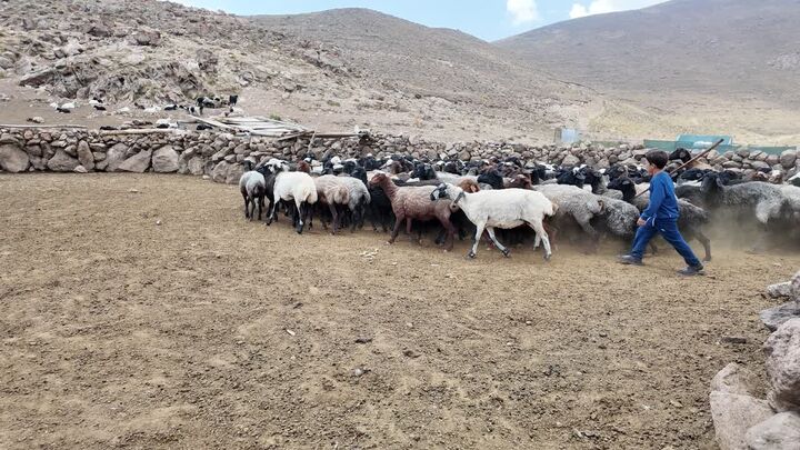 توزیع ۲ هزار تن انواع نهاده دامی بین عشایر استان تهران
