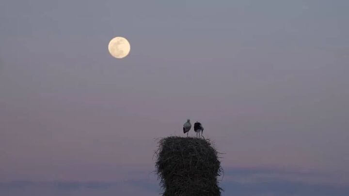 «خانه‌ای برای لک‌لک‌ها» آماده نمایش شد