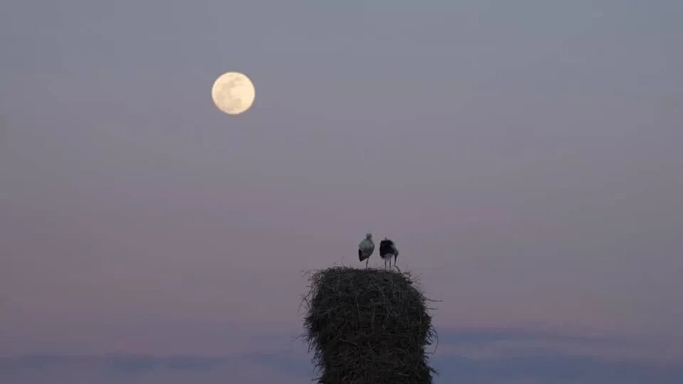 «خانه‌ای برای لک‌لک‌ها» آماده نمایش شد