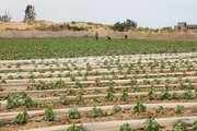 بلایی که رژیم صهیونیستی بر سر کشاورزی غزه آورد