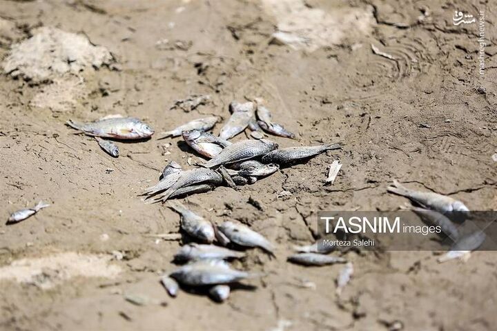 عکس/ خشکی زاینده رود خطری برای محیط زیست