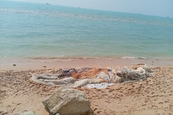 مدیرکل محیط زیست هرمزگان: برخورد با شناور، علت مرگ نهنگ ۱۰ تنی در بندرچارک بود