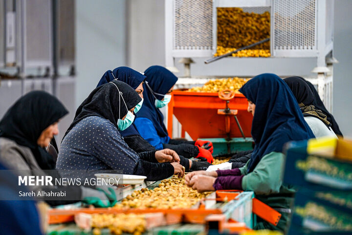 انجیر استهبان