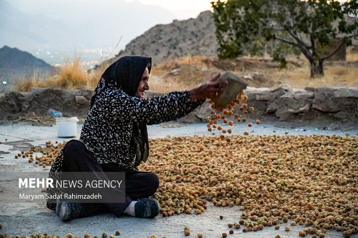 انجیر استهبان