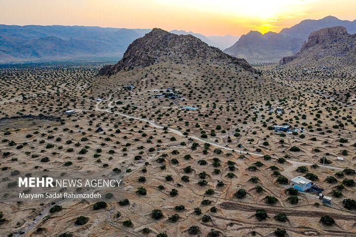 انجیر استهبان