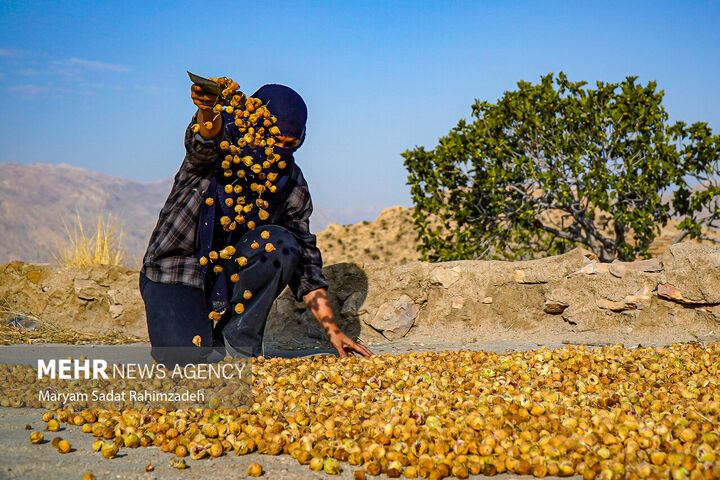 انجیر استهبان