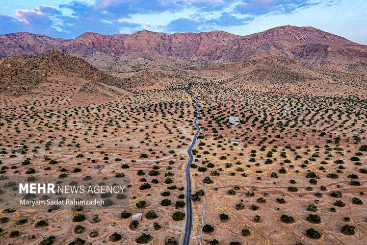 انجیر استهبان