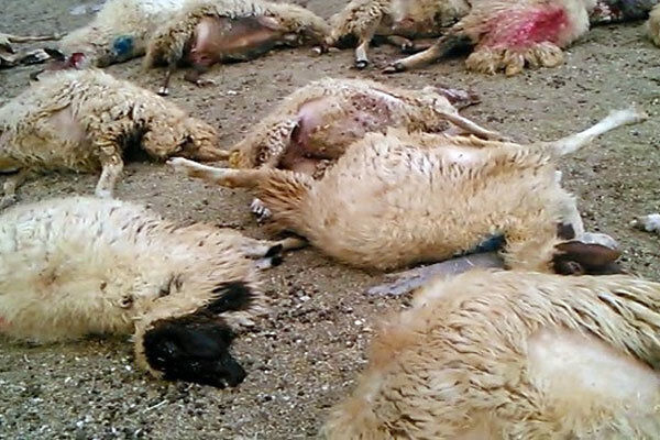 فوت چوپان و تلف شدن ۱۷ گوسفند در سانحه بزرگراه سیراف