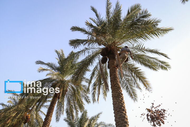 نخلستان0
