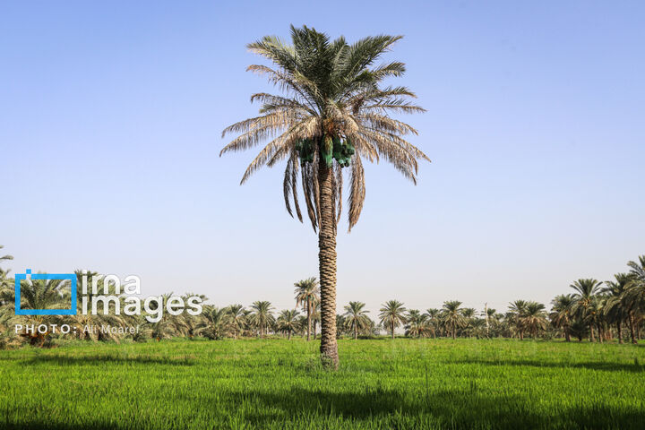 نخلستان0