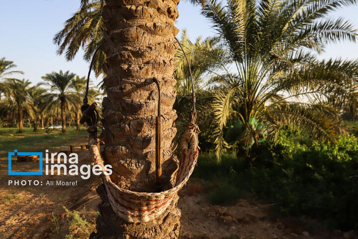 نخلستان0