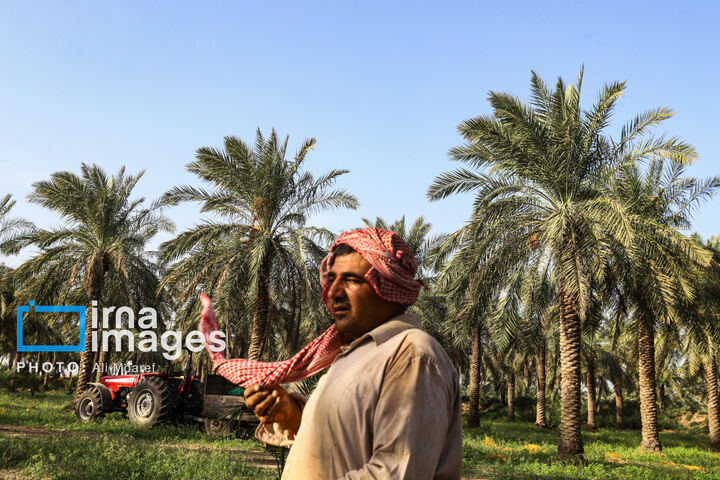 نخلستان0