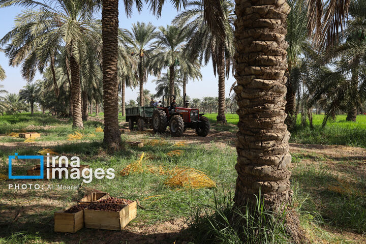 نخلستان0