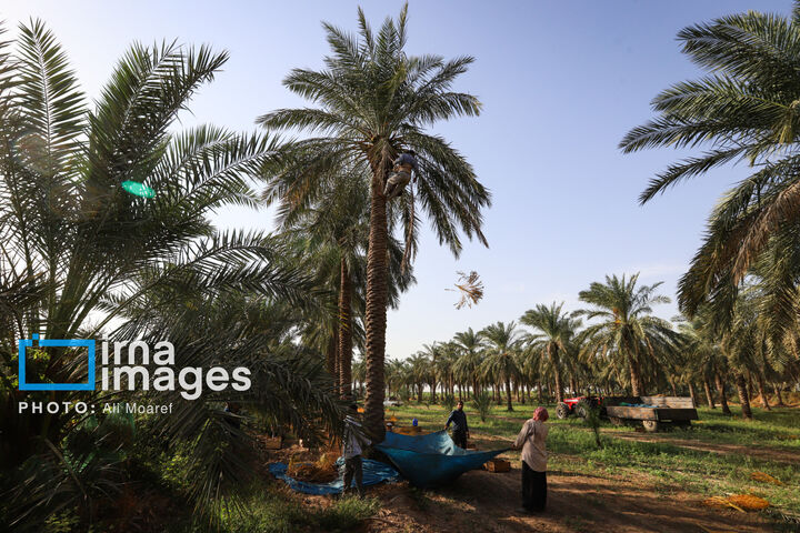 نخلستان0