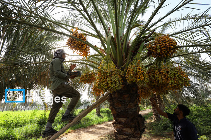 نخلستان0