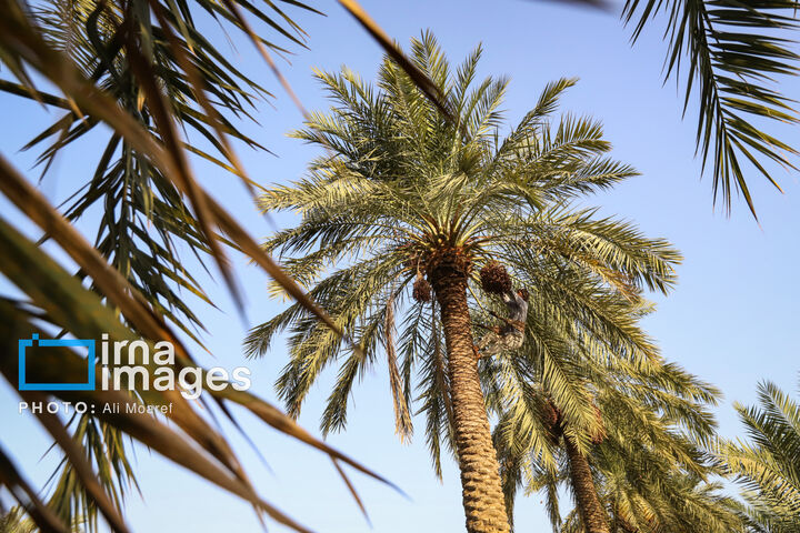 نخلستان0