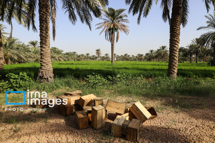نخلستان0