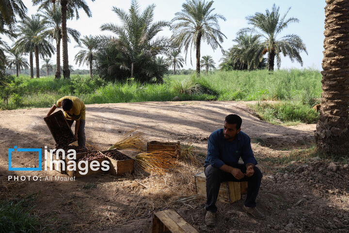 نخلستان0