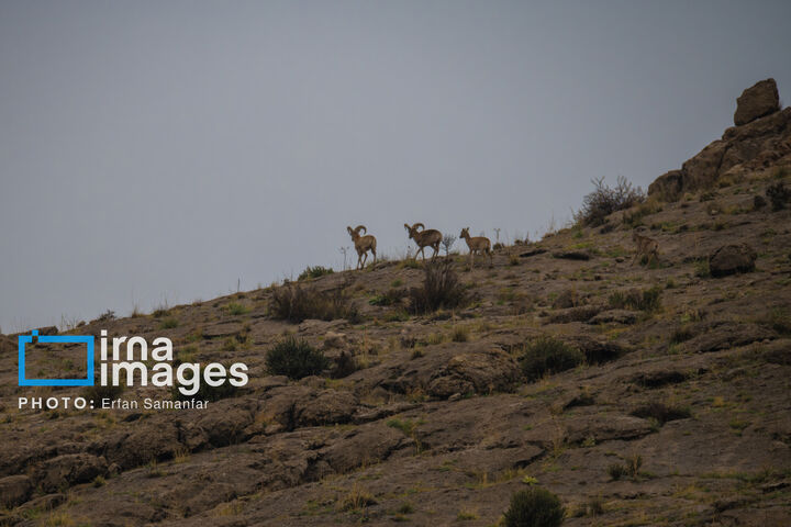 قوچ کوهی