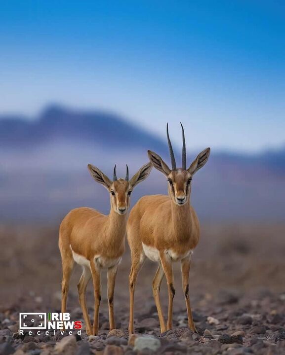 حیات وحش*
