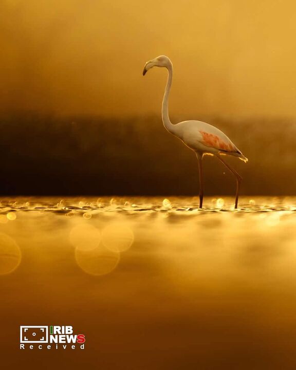 حیات وحش*