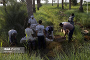 عکس/ برداشت خرما در خوزستان