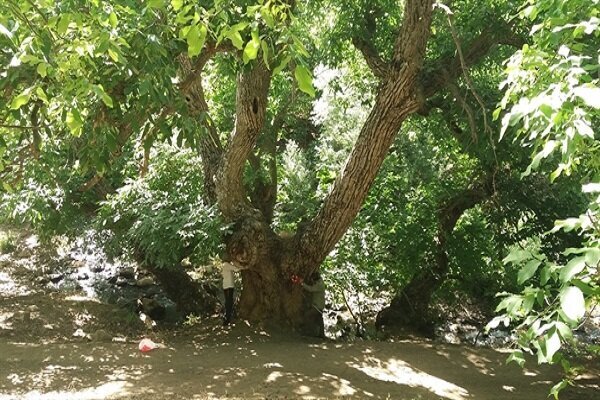 ثبت ملی کهن‌ترین درخت گردوی ایران در لرستان
