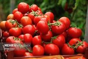 صادرات گوجه فرنگی و پیاز آزاد شد