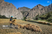 عکس/ برداشت سنتی برنج در سوادکوه