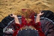 از سبزی شالیزار تا طلاییِ برداشت