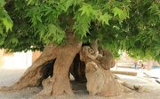 ۹ درخت کهن ۱۰۰ ساله تهران شناسنامه دار شدند