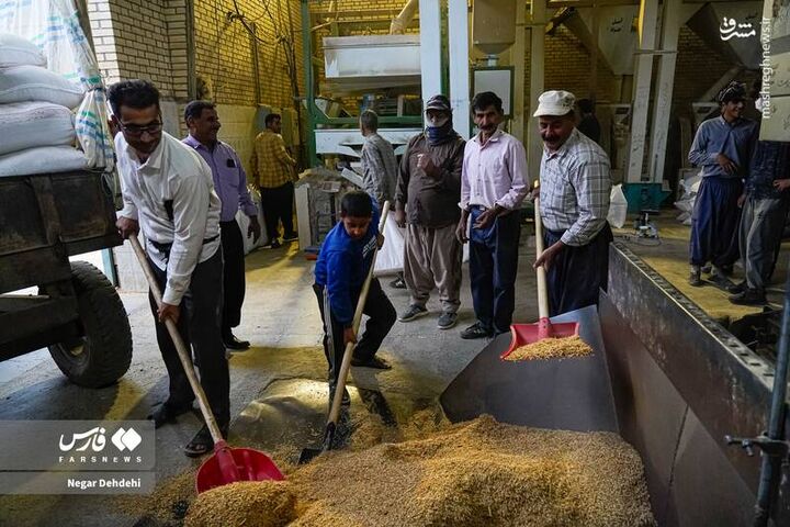 عکس/ برداشت برنج از شالیزارهای لرستان