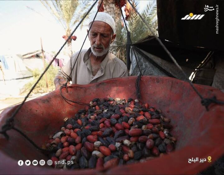 عکس/ آغاز برداشت خرما از نخلستان‌های غزه