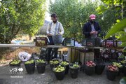 عکس/ باغ‌های خراسان‌شمالی پر از بوی سیب شد