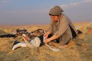 عکاس بوکانی در جشنواره بین‌المللی نکسوس ۲۰۲۶ درخشید