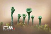 برترین تصاویر مسابقه عکاسی مناظر طبیعی ۲۰۲۶