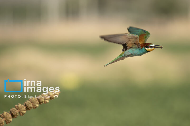 زنبور خوار