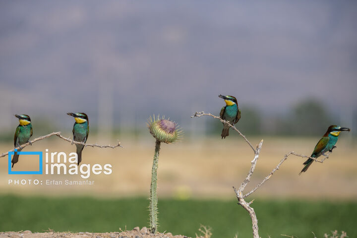 زنبور خوار