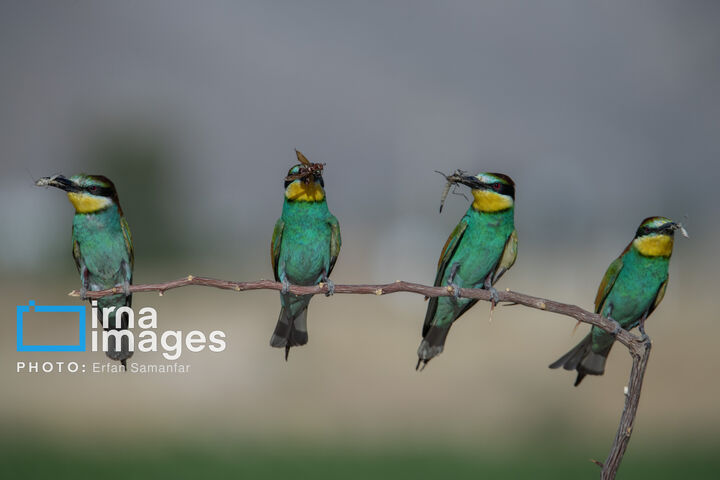 زنبور خوار