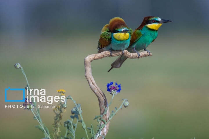 زنبور خوار