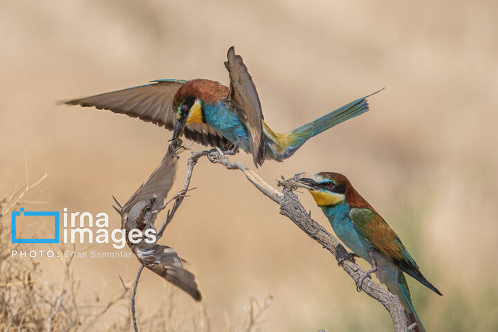 زنبور خوار
