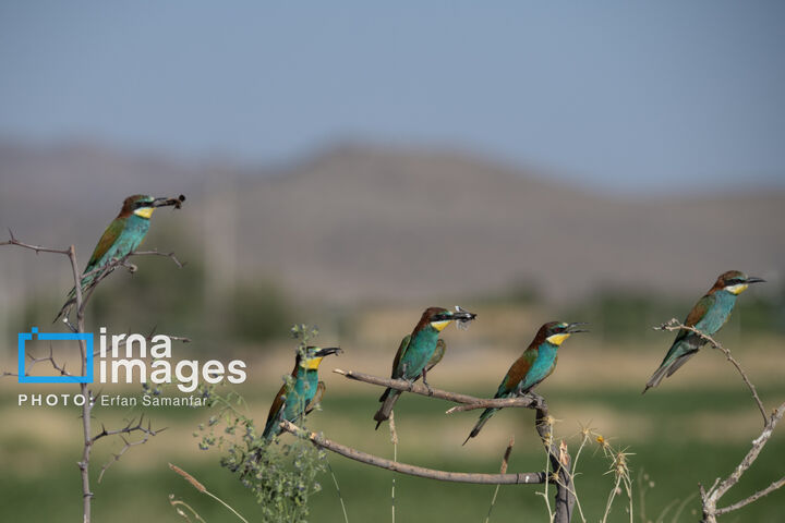 زنبور خوار