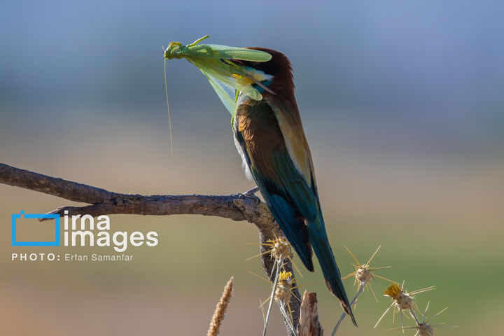 زنبور خوار