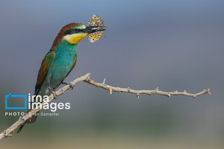 زنبور خوار