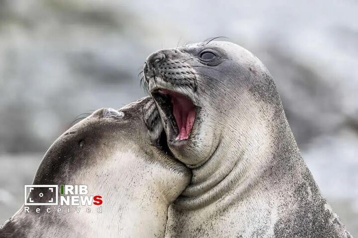 مسابقه کمدی