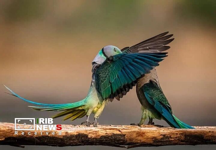 مسابقه کمدی