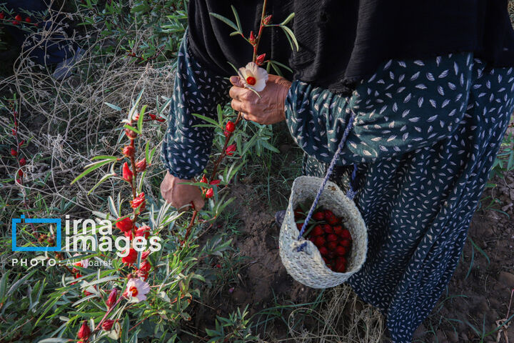 چای*